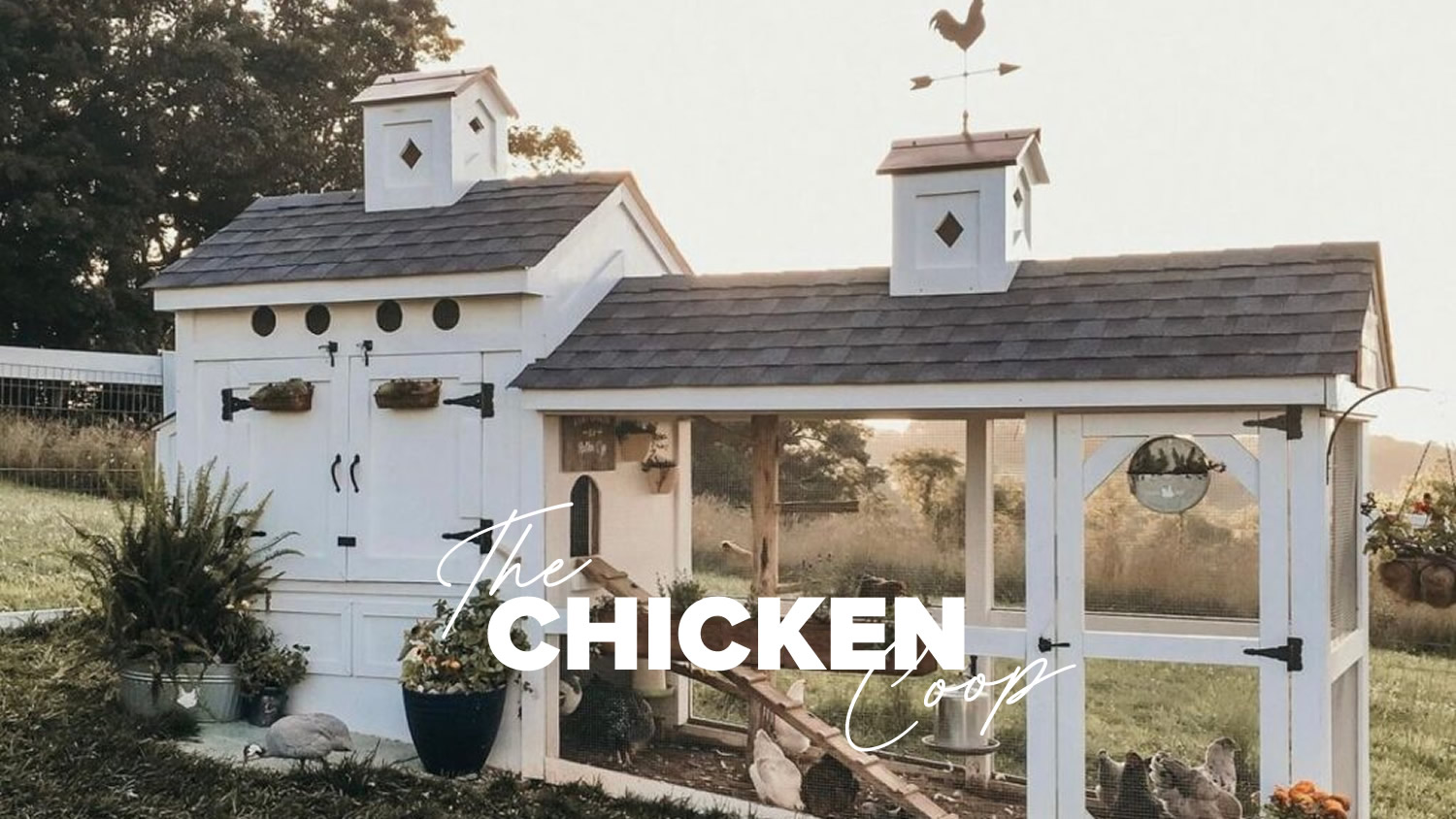 Building A Chicken Coop