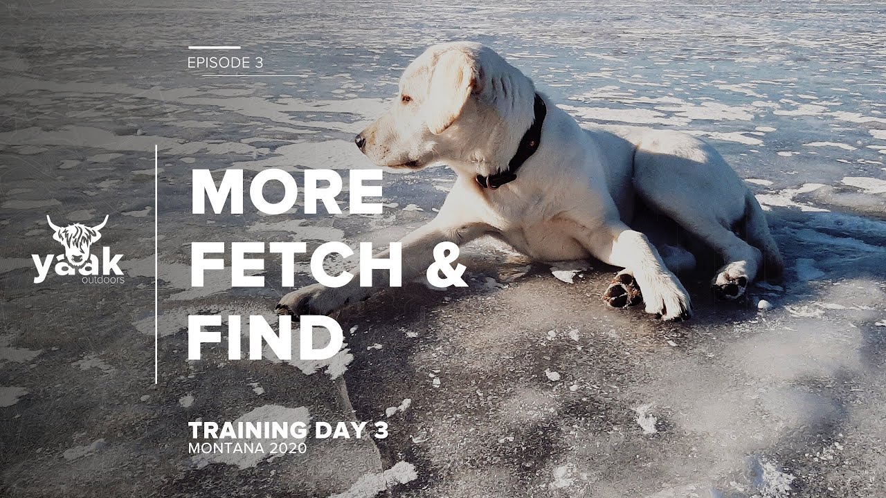 More shed hunting in the field