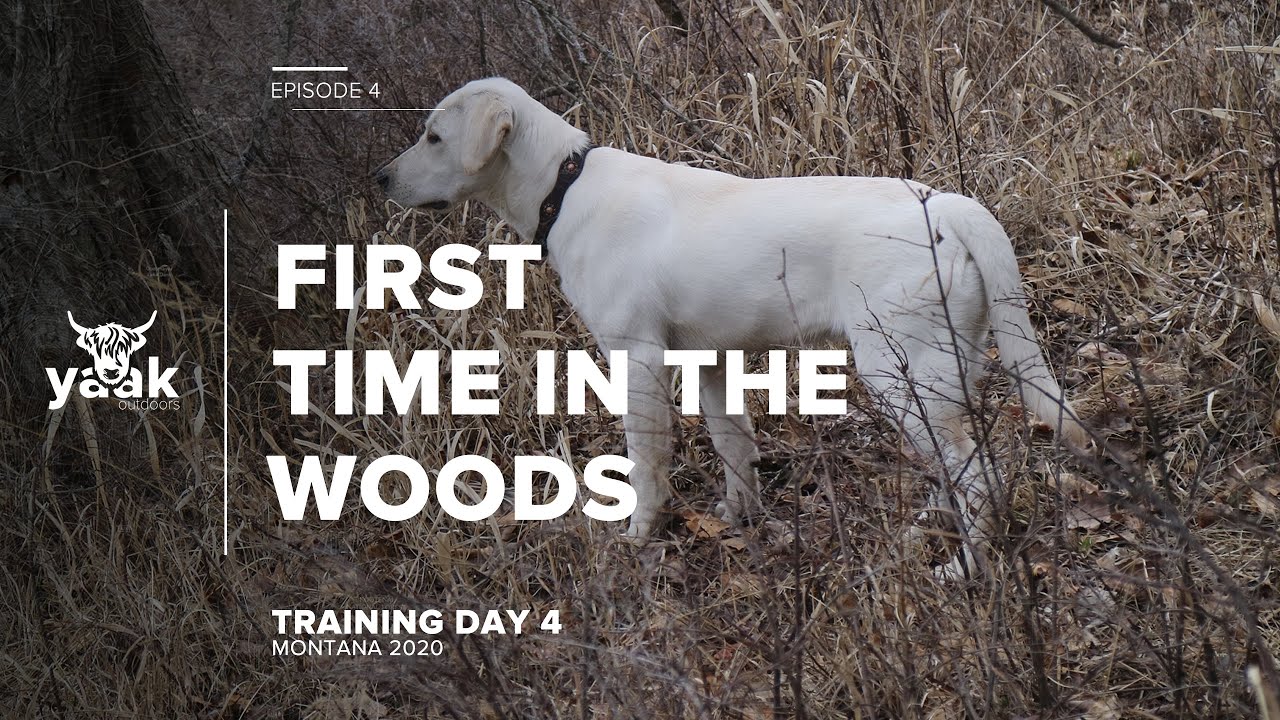 First time looking for sheds in the woods