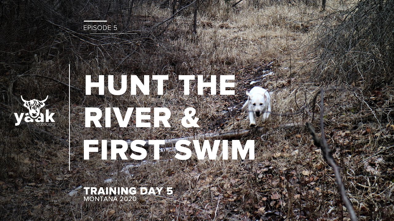 Shed hunting the river and first swim