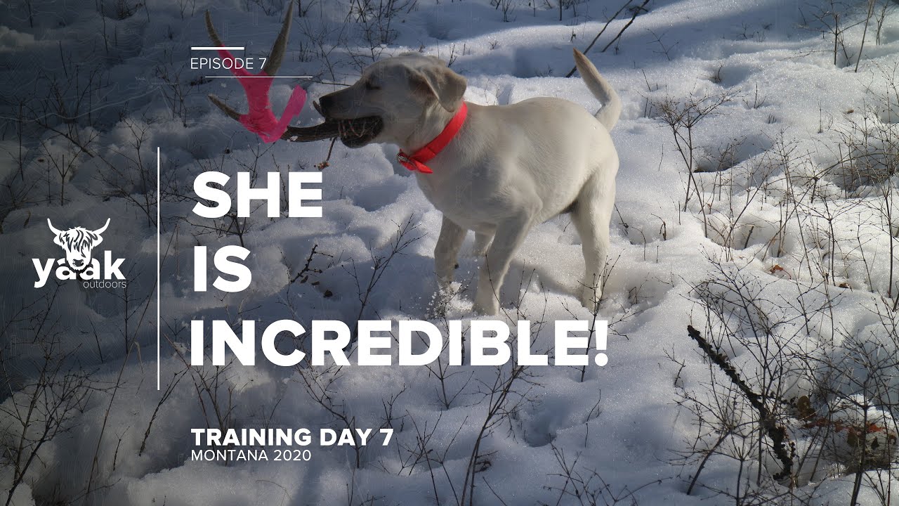 Best Shed Hunting Dog EVER!!!